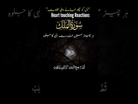 sura tul mulk #islamicshorts #birds #islamicprayer #ayatulkursi #quranshorts #viral #viralvideo