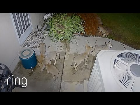 Late Night Coyote Party in Man’s Backyard | RingTV