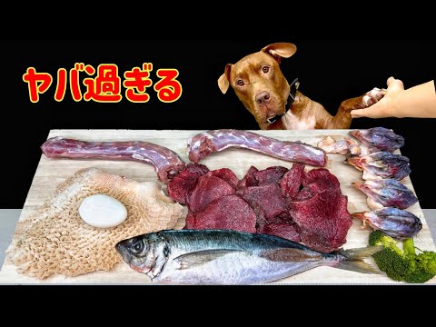 骨肉をボリボリ食べる犬の咀嚼音がクセになる!!閲覧注意ASMR