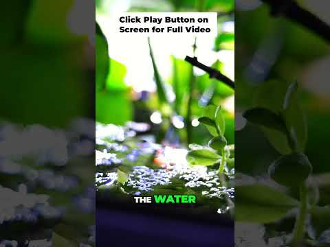 Bacopa: The Coolest Floating Aquarium Plant for Fr #aquarium #aquascape #fishkeeping #fishtankcare #fishtank #fishkeepinghobby #fishkeeping #aquariumfi