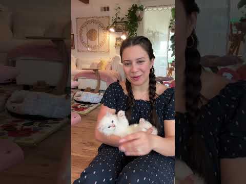 Red Mitted Ragdoll 💜 #sacramento #california #catbreed