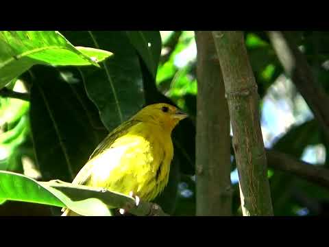 Canário da terra este está chocando tá com três filhotinhos e cantando gravado 01 04 2025 N494