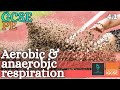 Aerobic vs Anaerobic Respiration in Physical Education