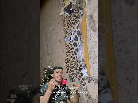 ONÇA CAPTURADA - Vida Animal Comentada
