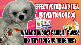 home remedy ticks and fleas | gamot sa kuto ng aso EPEKTIBONG PARAAN,gamot sa garapata ng aso