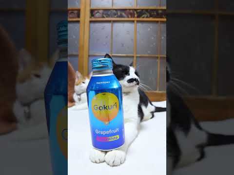 猫の動画サムネイル - GOKURI グレープフルーツ　250514 #cat #cute #ネコ #猫のいる暮らし #ねこ #kitty　#のせ猫 #kitten #cutecat