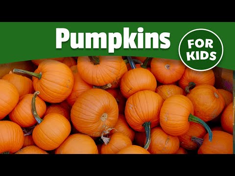 The History of Pumpkins for Kids