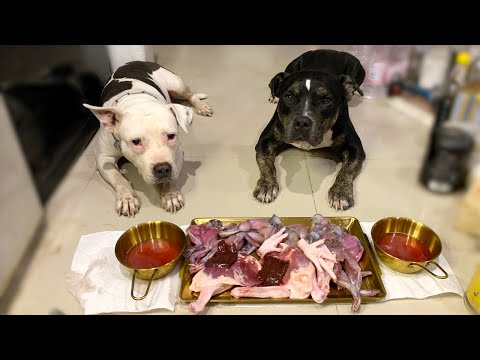 O&n The Pit Bulls eat🐸RAW FROG combo[ASMR]MUKBANG #อาหารสุนัขที่ดีที่สุด EP.096 of 2024