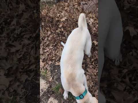 Scooby with pvc pipe playing! (2025) #shorts #droc 4272 --- Scooby with pvc pipe playing! 
Don't forget to subscribe, like, comment and share! Keep Roc