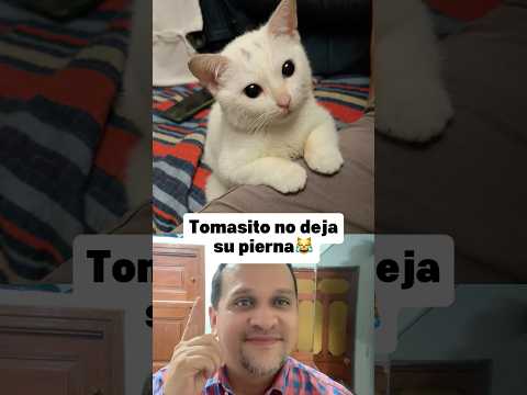 Tomacito es un gato muy lindo #gatitos #michis #cats #adorable #catlover
