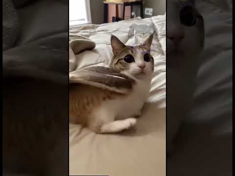 GATO LECHUZA 2 #doblaje #humor