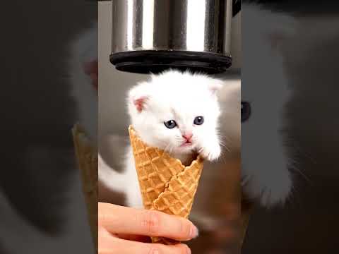 #cat #cats #meow #shorts