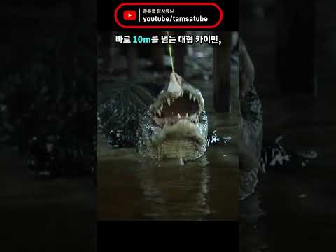 남미에서 발견된 자동차 크기의 민물 거북 ㄷㄷ #shorts #short