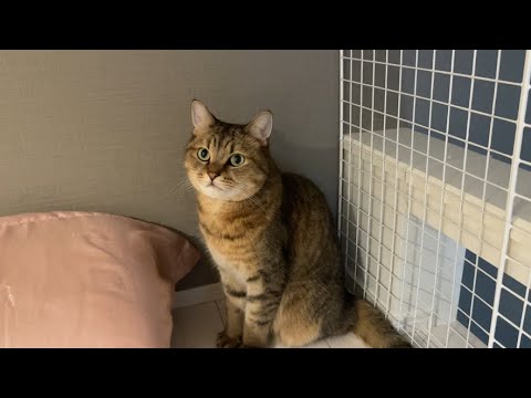 部屋が寒すぎて最高のポジションで温まりだす猫がこちらです…