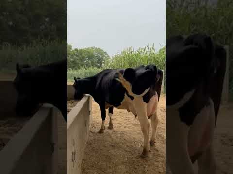 hf cow#ytshorts #milkyway dairy farm kelwa#shorts#cow lover#milk production #contect kar sakte ho