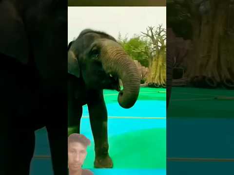 হাতির মল দিয়ে দামি জিনিস তৈরি হয়, 😱