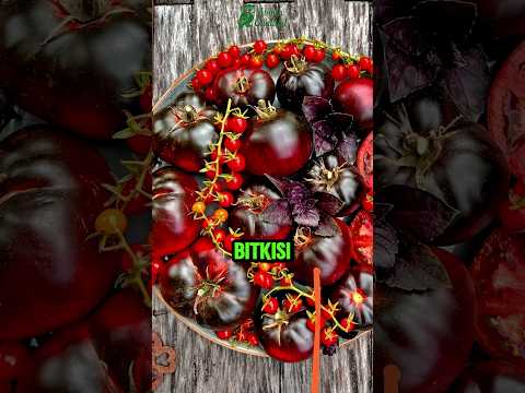 Domatesin Şok Edici Tarihi! 200 Yıl Boyunca Neden Yenmedi? 🍅 #Tarih #YemekTarihi #bilgi #doğa