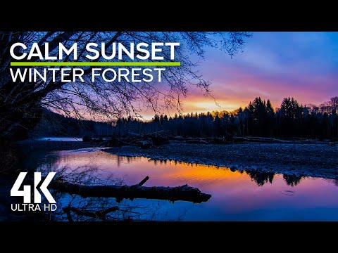 4K Sunset in Hoh Rainforest - Calm Forest Sounds with Frog & Toad Croaks for Focus & Study