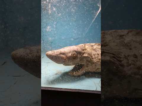 Ils ont abandonné un requin 😱
