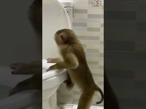 Monkey LyLy knows how to defecate into the toilet #shorts #monkey #youtubeshorts #animals #viral