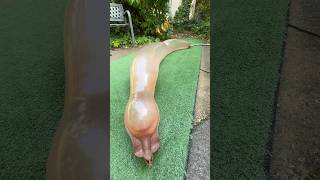 Python FLOODED my garden..