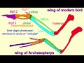 Bird Wing Anatomy and Evolution