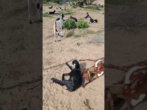 Beautiful goats group form jungle thar najara janwar unt kacche Ghar live