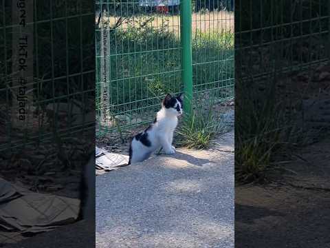 한번도 동물을 키워본적 없는 남자~ 길냥이 입양 키우기