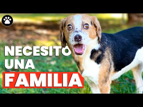 BENJI, abandonado y descuidado, necesita a alguien que le quiera