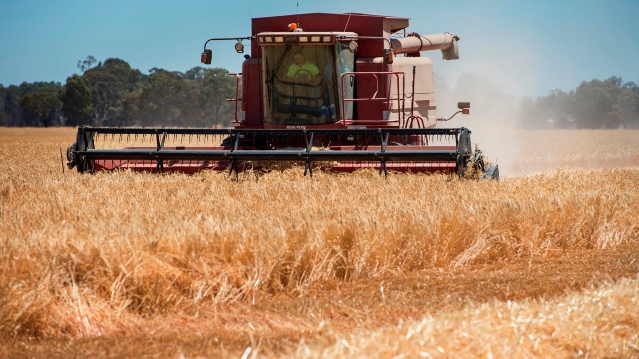 ‘It’s what China wants’: Australia makes Deal with China over Barley Trade Dispute