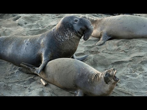 Courtship Rituals of Elephant Seals: How They Choose Their Partners