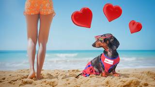 Tiny Paws, Big Hero: Dachshund Lifeguard's Beach Adventure!