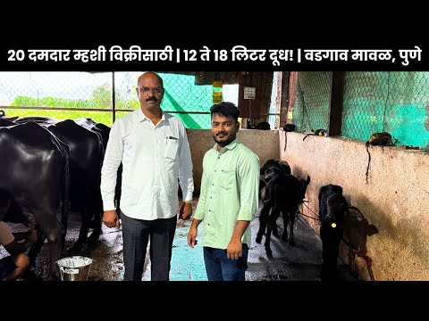 २० दमदार म्हशी विक्रीसाठी | १२ ते १८ लिटर दूध! | वडगाव मावळ, पुणे | Dairy Farming in Maharashtra