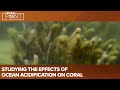 Ocean Acidification Impact and Solutions