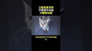 貓爸爸冒生命危險向人類求救 只為救妻兒 #貓爸爸救援 #英雄貓爸爸 #感人貓咪 #貓咪家庭 #貓咪故事