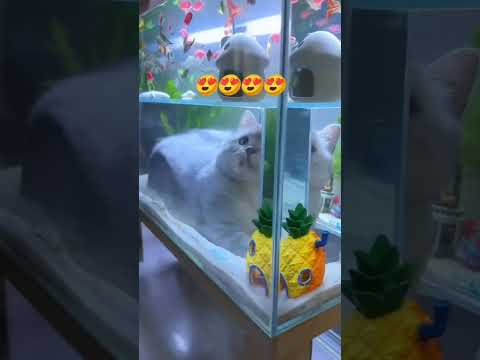 Ini yg namanya di depan mata tapi tak bisa di gapai? #kucing