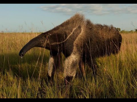 Wildlife of Guyana Webinar