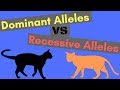 Understanding Dominant and Recessive Alleles