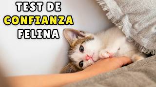 12 SEÑALES de que tu gato realmente CONFÍA en ti