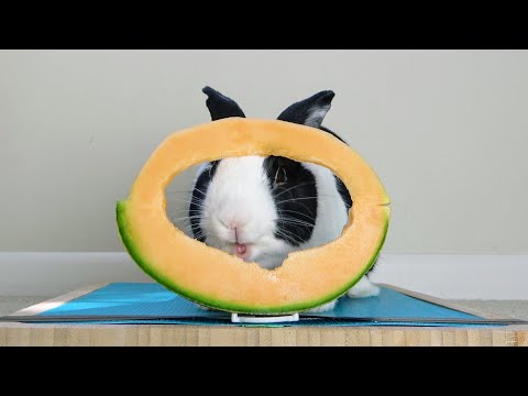 Rabbit eating melon ASMR