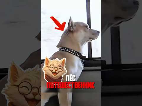 Пёс ездит на автобусе к возлюбленной уже 3 года!