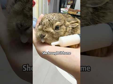 🐇 🆘RESCUED BUNNY DEFENDS HER SPACE! 🙏🤣💢⚠️ WHY…#animals #rescue #lovestory #shorts #rabbit