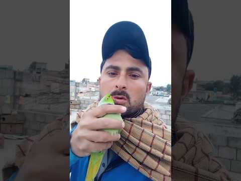 Parrot flying to home #shorts #fantasticparrot