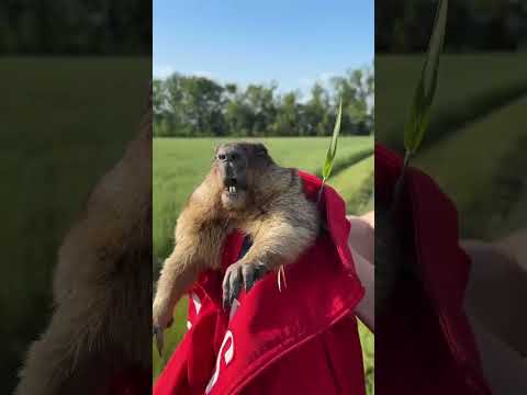 Видео,которое поднимет вам настроение 😂 #рекомендации #животные #юмор