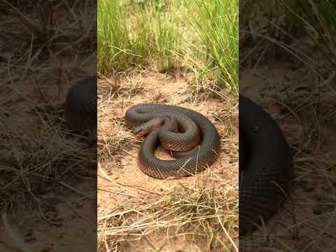 "Lowland Copperhead: Southeastern Australia's Venomous Beauty" #snakelovers #dangeroussnake