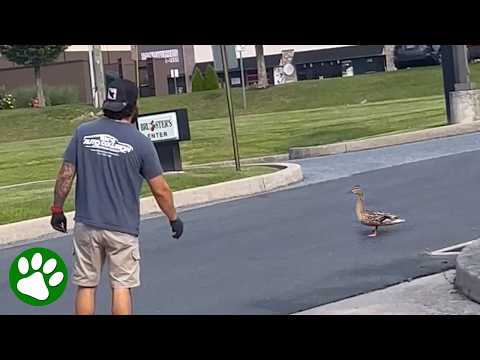 Mama duck asked this man for help and he delivered 👏