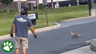 Mama duck asked this man for help and he delivered 👏