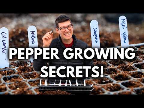 FAIL No More With These 7 Tips For Starting Peppers From Seed