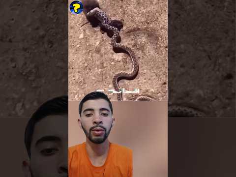 cobra engole rato muito grande e acaba perdendo a vida.