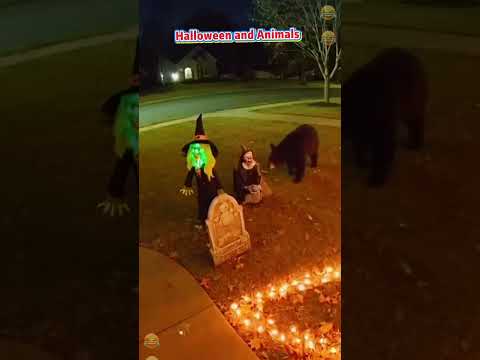 Funny animals vs. Halloween #funny #failgag #foryou #animals #halloween